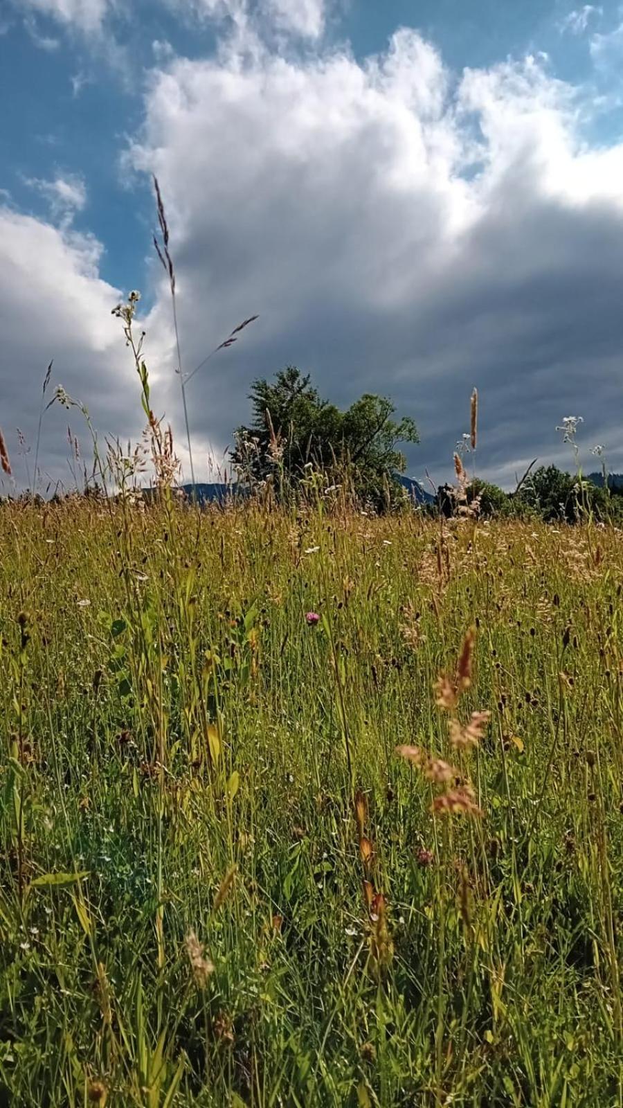 My Little Village Пояна-Мэрулуй Экстерьер фото